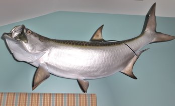 Extra Large Mounted Taxidermy Tarpon Fish With Open Mouth Measures 65 Long.