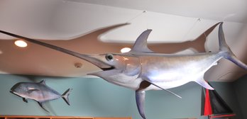 Very Large Full Mounted Swordfish Measuring Almost 8 Feet Long!