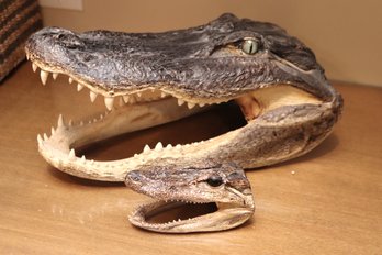 Two Authentic Alligator Skulls.