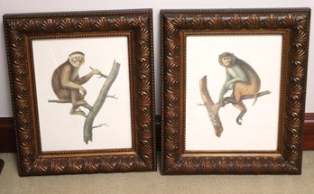 Jean-Baptiste Audebert Framed Prints Of Monkeys On A Tree In Quality Wood Frames