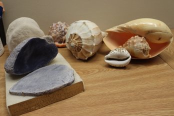 Collection Of Assorted Sea Shells & Coral Piece