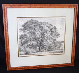 The Great Ash At Carnock Etching 1825 By Listed Artist Jacob George Strutt - Portraits Of Forest Trees Londo