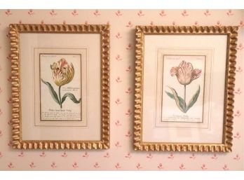 Two Vintage Hand-colored Prints Of Tulips In Gold Scalloped Frames