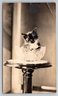 C. 1905 Kitten Cat In A Cut Glass Bowl Snapshot Art Type Photograph