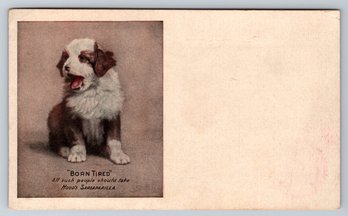 C. 1905 Hoods Sarsaparilla Dog Advertising Postcard