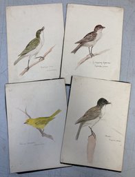 (4) Antique BIRD Watercolor Paintings On Paper