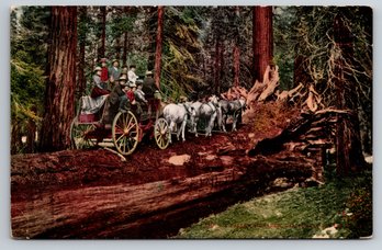 C. 1910 Redwood Tree California Postcard