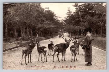 1910's Japan Deer At Kasuga Nara Postcard