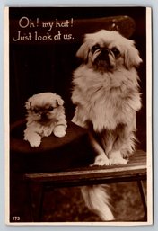 1910's Tibetan Spaniel Dog Real Photo Postcard