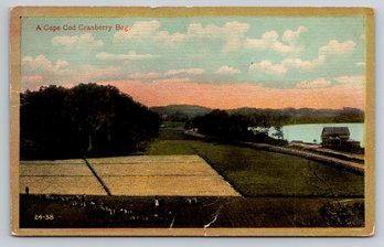 1910s A Cape Cod Cranberry Bog Postcard