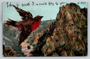 1910s Postcard Made Using Real Bird Feathers