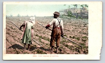 C. 1905 Picking Cotton Postcard