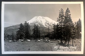 1940s Mt Shasta CA Real Photo Postcard RPPC