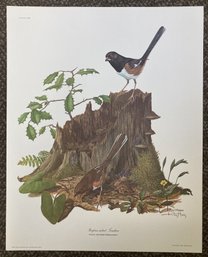 1969 RAY HARM Rufous-Sided Towhee Autographed Lithograph In Original Envelope