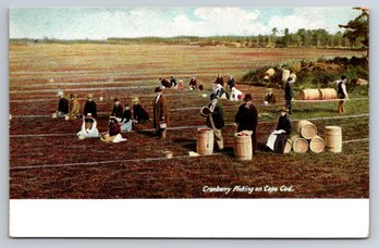 C. 1905 Cape Cod Cranberry Picking Postcard - Undivided Back