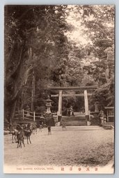 1910's Japan Shrine At Kasuga Nara Postcard