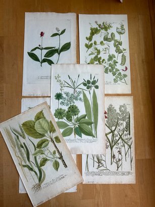 Lot Of Six Antique Botanical Prints