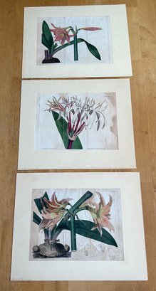 Three William Curtis Botanical Prints 1992 To 1845