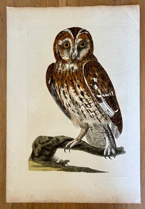 Owl Lithograph Plate 1761-1766 By Miller (?)