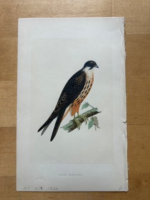 1866 Charles Robert Bree - Falco Eleonorae Signed Colored Lithograph