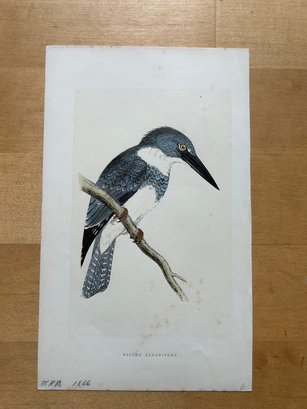 1866 Charles Robert Bree - Belted Kingfisher: Signed Colored Lithograph