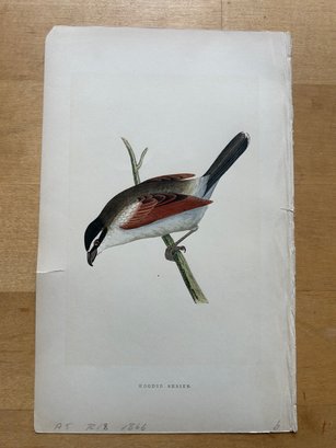 1866 Charles Robert Bree - Hooded Shrike: Signed Colored Lithograph