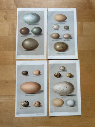 Lot Of 4 - A.W. Strutt, F. Waller, Hatton Gardens, London: Egg Lithographs