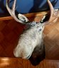 Taxidermy Moose Head 'Bullwinkle'