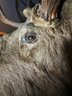 Taxidermy Moose Head 'Bullwinkle'