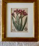 Floral Framed Print