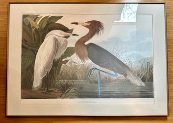 Audubon Reddish Egret Print Large