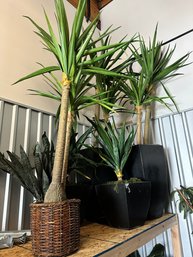 Five Faux Tropical Plants Large And Medium