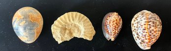 Seashells And Paperweight