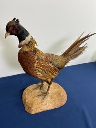 Mounted Pheasant