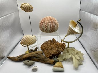 Lot Of 5 Decorative Shells And Natural Beach Decor