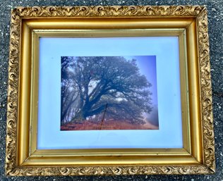 Vintage Gold Frame With Picture Of Tree