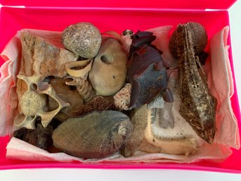 Fun DMentals Box Of Rocks, Bones And Shells
