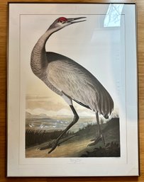 Audubon Hooping Crane Print