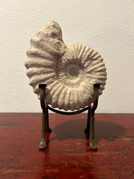 Decorative Ammonite Fossil With Stand