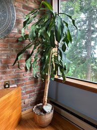 Live Dracaena House Plant In Terra Cotta Pot