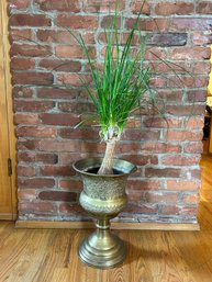 Live  Ponytail Palm In Brass Urn Pot