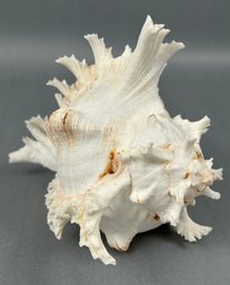 Spiky Conch Sea Shell *Local Pickup Only*