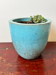 Small Teal Glazed Planter With Seedum Plant