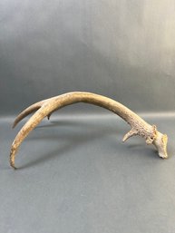 6 Point Antler.