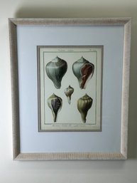 Seashell Art Print Framed *local Pick Up Only*