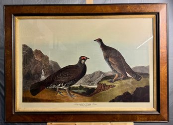 Long Tailed Or Dusky Grous Large Framed Audubon Print -Local Pickup