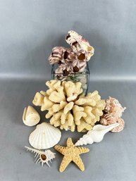 Mixed Lot Of Sea Shells & Coral