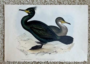 John & Elizabeth Gould - Shag Or Green Comorant: Handcolored Lithograph