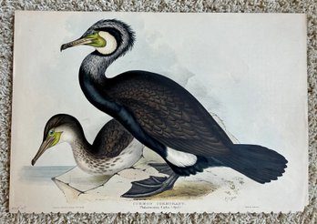 John & Elizabeth Gould- Common Cormorant Phalacrocorax Carbo: Handcolored Lithograph