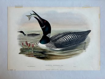 1871 J. Gould & H.H. Richter, Del Et Lith - Colymbus Glacialis: Handpainted Lithograph